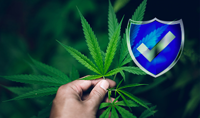 Simplified and Secured Cannabis Insurance Processes: The Role of New-age Technologies