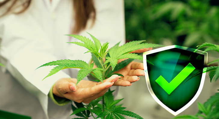 New Technologies Simplifying Cannabis Insurance Processes